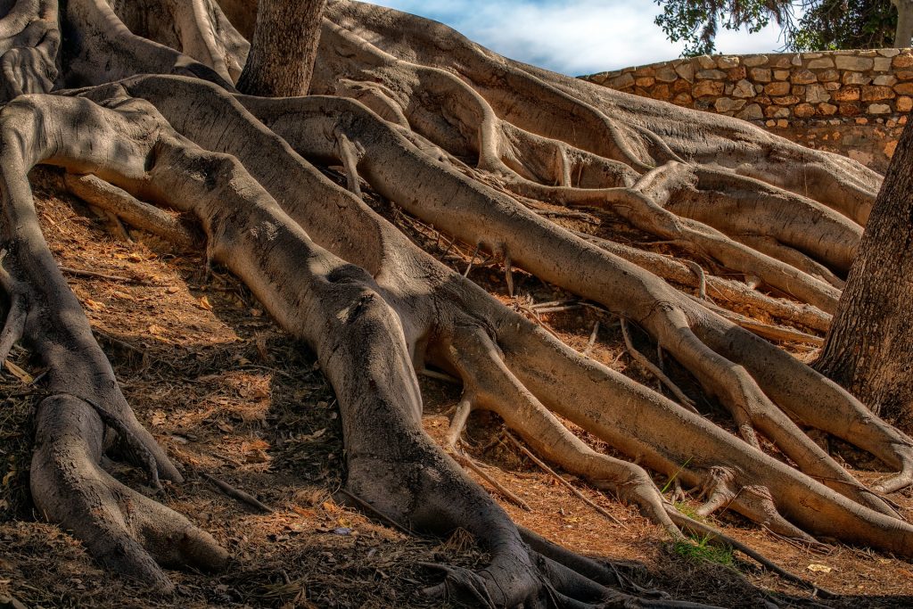 Three roots