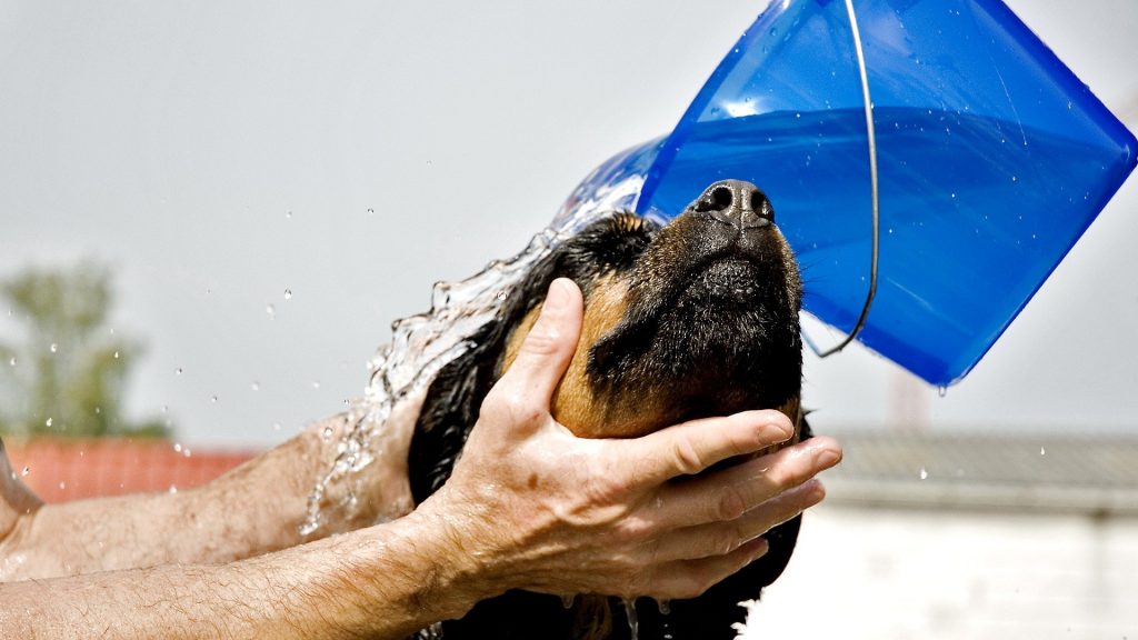 Dorlotez vos animaux dans une station de lavage de chiens à domicile